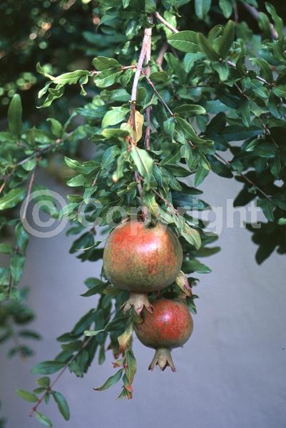 Red blooms; Orange blooms; Pink blooms; Deciduous; Broadleaf