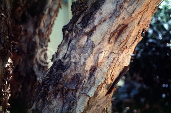 Red blooms; Orange blooms; Pink blooms; Deciduous; Broadleaf