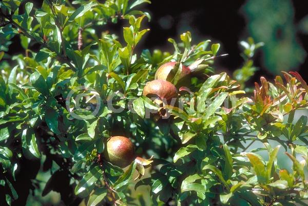Red blooms; Orange blooms; Pink blooms; Deciduous; Broadleaf