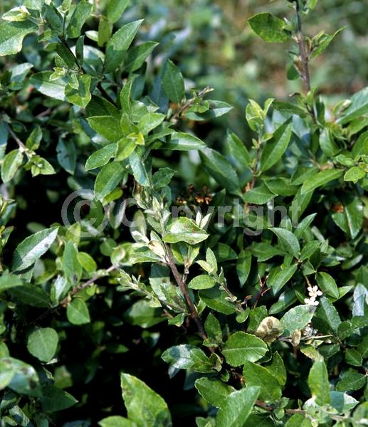 White blooms; Semi-evergreen