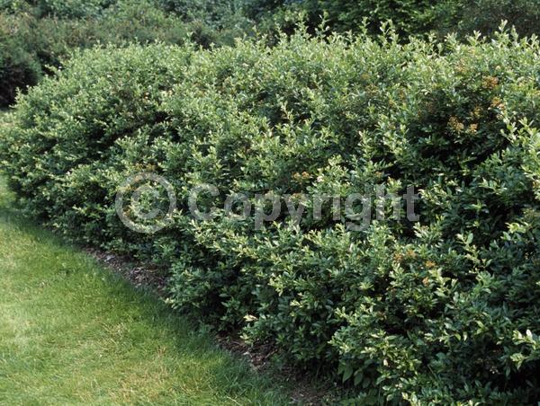 White blooms; Semi-evergreen