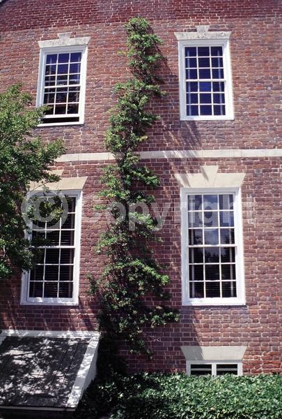 White blooms; Semi-evergreen
