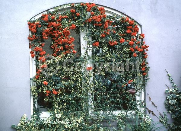 White blooms; Semi-evergreen