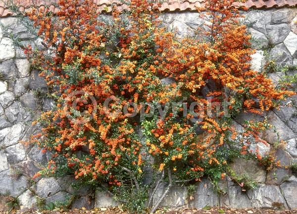 White blooms; Semi-evergreen