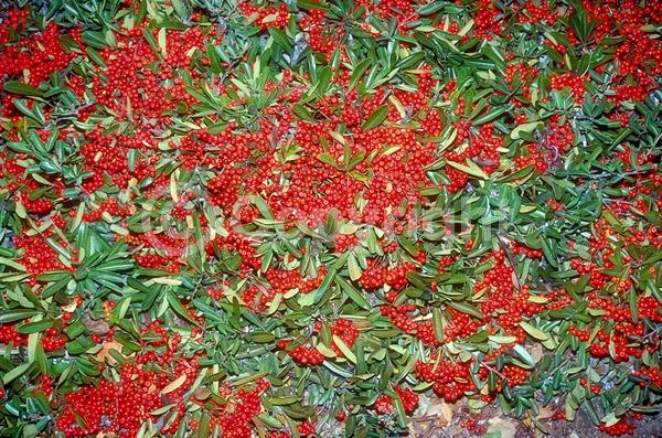 White blooms; Evergreen