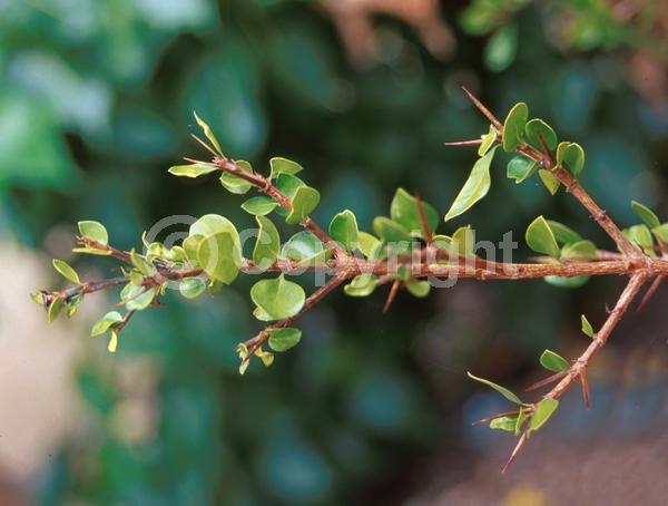 White blooms; Deciduous; Broadleaf; North American Native