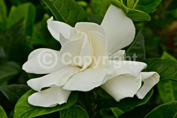 White blooms; Evergreen; Needles or needle-like leaf