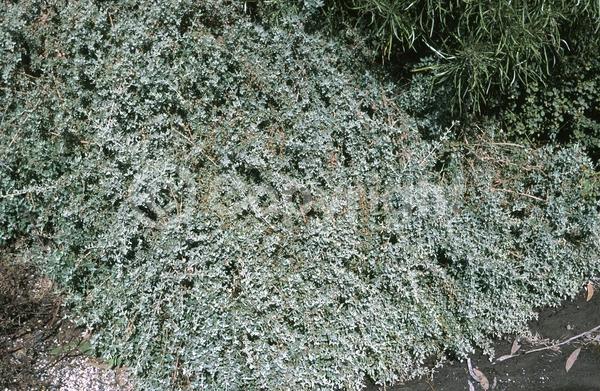 Brown blooms; Evergreen