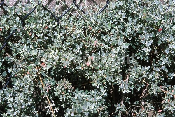 Brown blooms; Evergreen