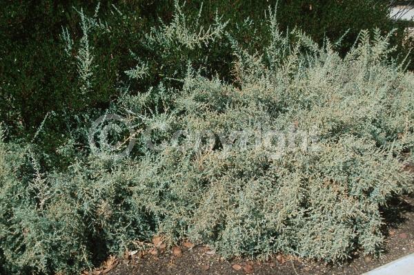 Brown blooms; Evergreen