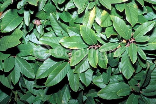 Yellow blooms; Evergreen; Needles or needle-like leaf