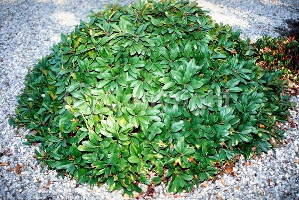 Yellow blooms; Evergreen; Needles or needle-like leaf