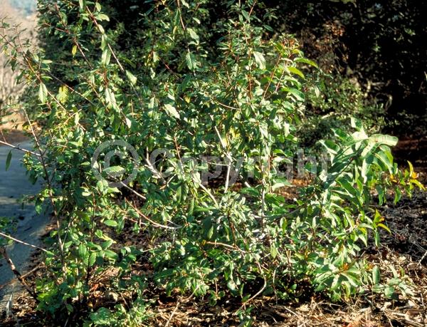Yellow blooms; Evergreen; Needles or needle-like leaf; North American Native