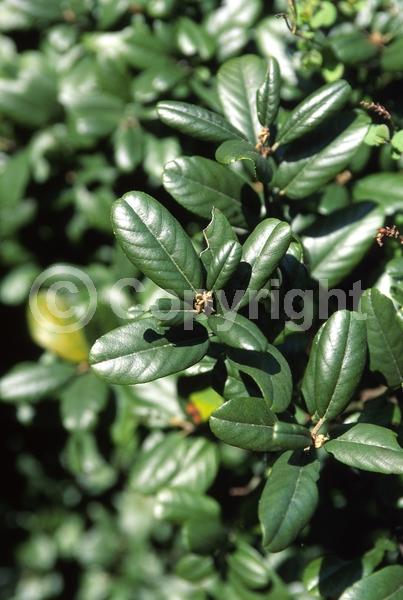 Yellow blooms; Evergreen; Needles or needle-like leaf; North American Native