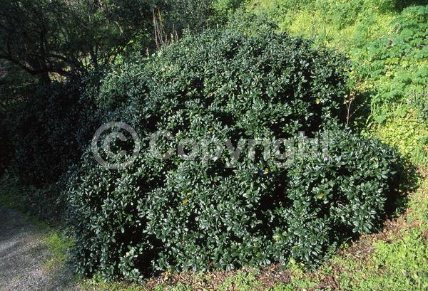 Yellow blooms; Evergreen; Needles or needle-like leaf; North American Native