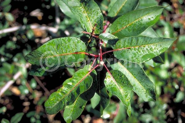 Yellow blooms; Evergreen; Needles or needle-like leaf; North American Native