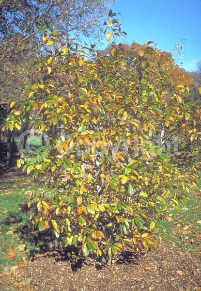 Yellow blooms; Deciduous; Broadleaf; North American Native