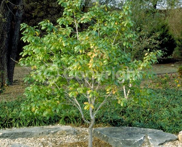 Yellow blooms; Deciduous; Broadleaf; North American Native