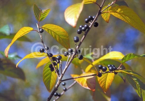 Yellow blooms; Deciduous; Broadleaf; North American Native