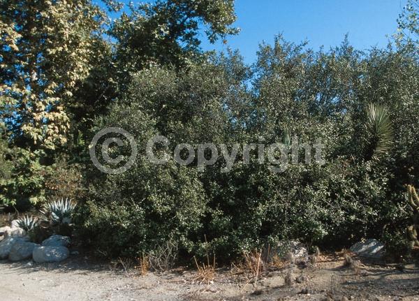 Yellow blooms; Evergreen; North American Native