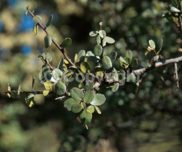 Yellow blooms; Evergreen; North American Native