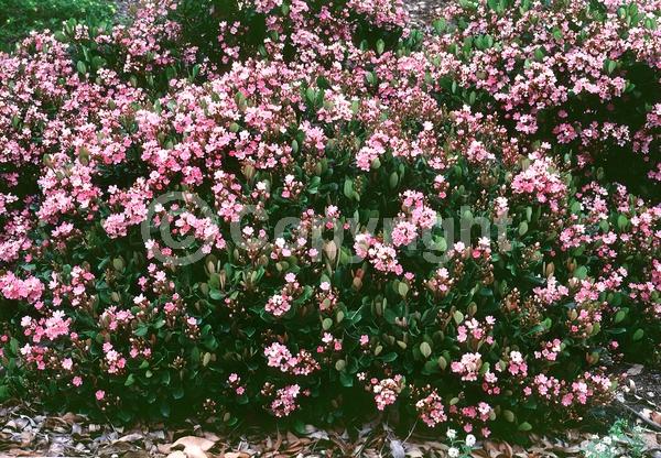 White blooms; Evergreen; Broadleaf