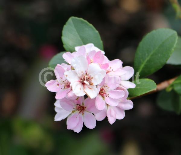 Pink blooms; Evergreen