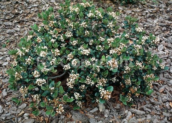 White blooms; Pink blooms; Evergreen