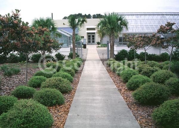 White blooms; Pink blooms; Evergreen
