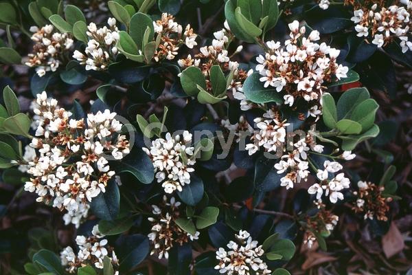 White blooms; Pink blooms; Evergreen