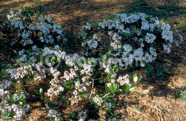 White blooms; Pink blooms; Evergreen