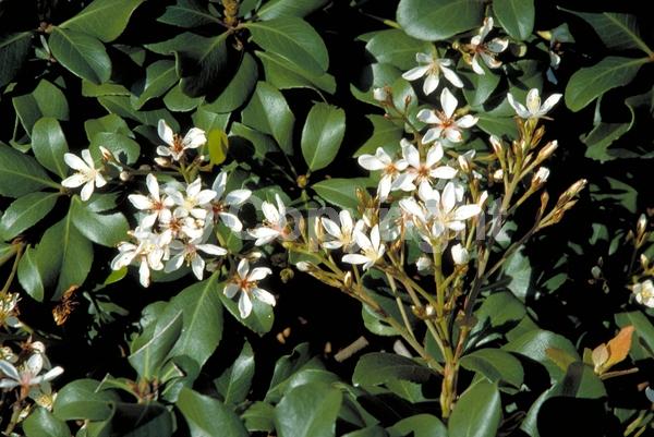 White blooms; Pink blooms; Evergreen