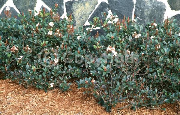 White blooms; Pink blooms; Evergreen