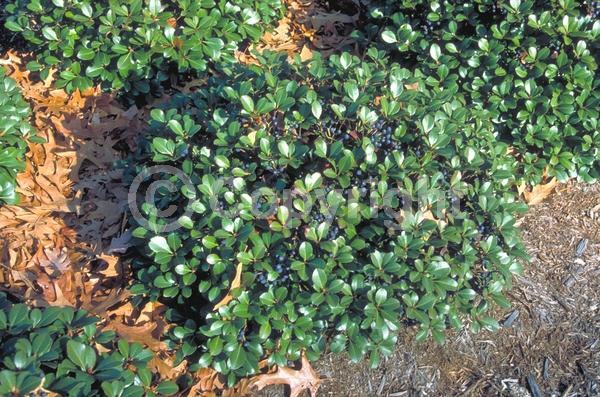 White blooms; Pink blooms; Evergreen