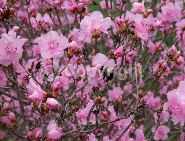 Pink blooms; Deciduous