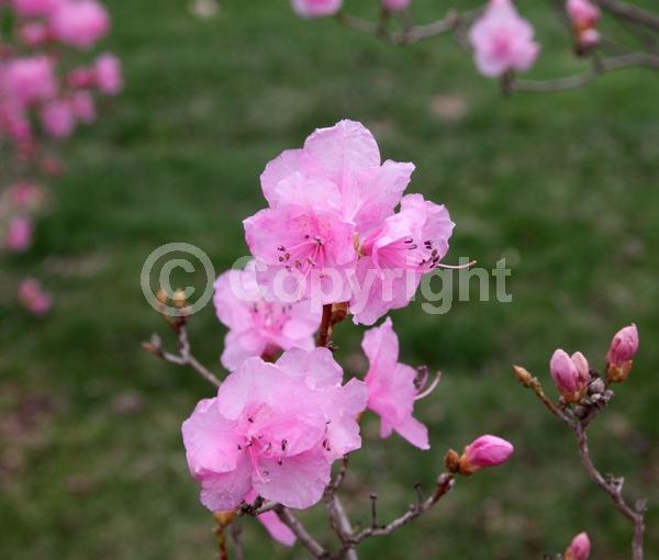 Pink blooms; Deciduous