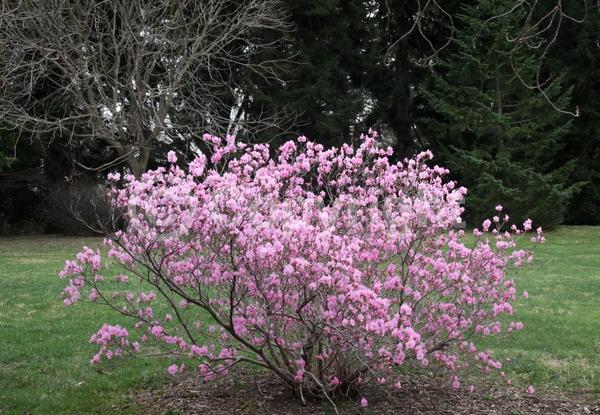 Pink blooms; Deciduous