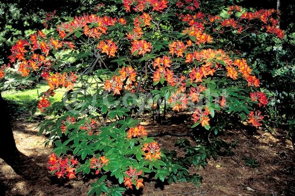Orange blooms; Deciduous; Broadleaf