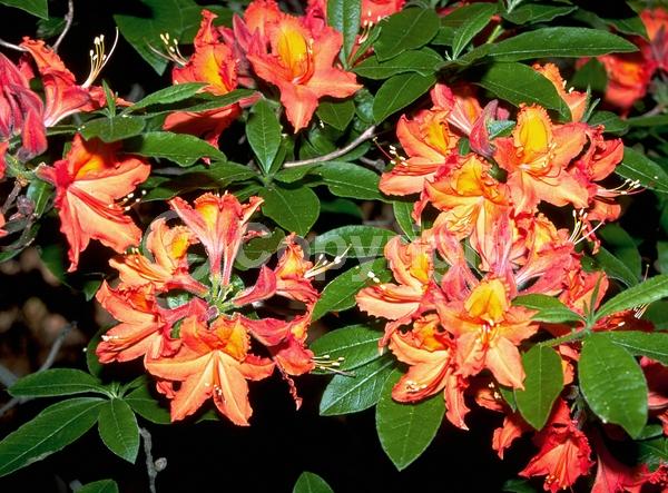 Orange blooms; Deciduous; Broadleaf