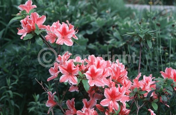 White blooms; Evergreen