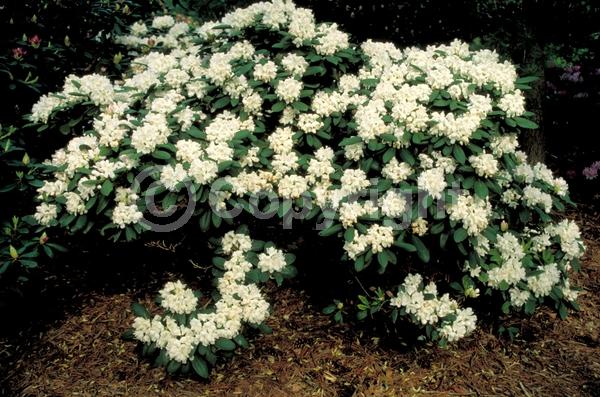 White blooms; Evergreen; Broadleaf