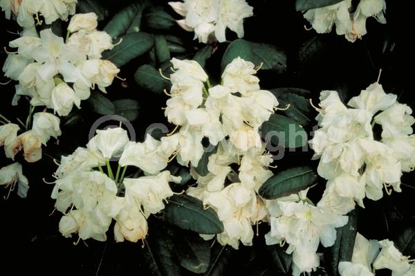 White blooms; Evergreen; Broadleaf