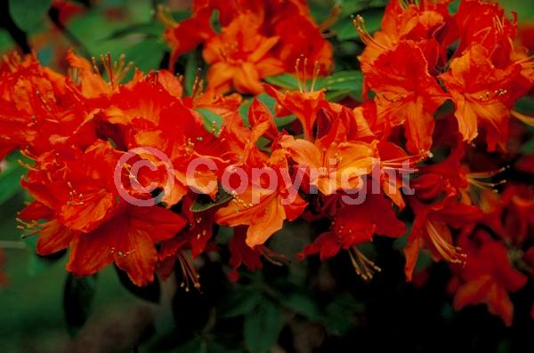 Orange blooms; Deciduous; Broadleaf