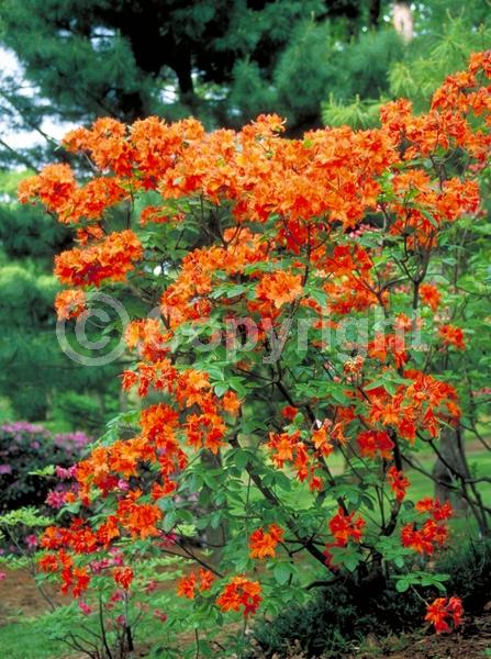 Orange blooms; Deciduous; Broadleaf