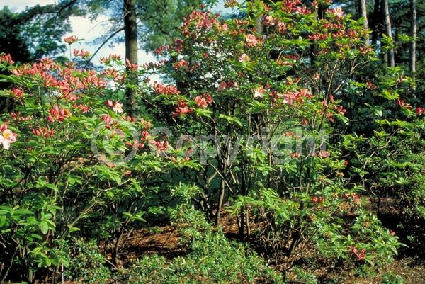 Pink blooms; Deciduous; Broadleaf