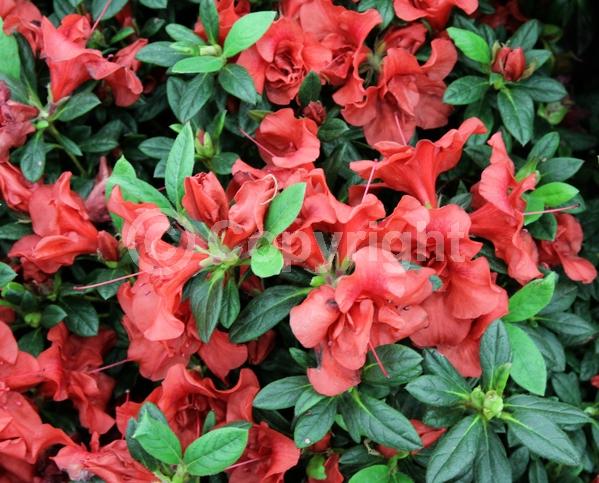 Red blooms; Evergreen