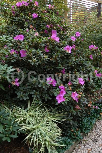 Purple blooms; Evergreen