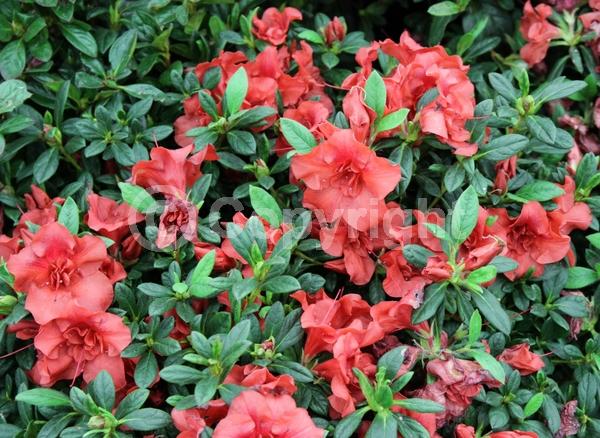 Red blooms; Evergreen