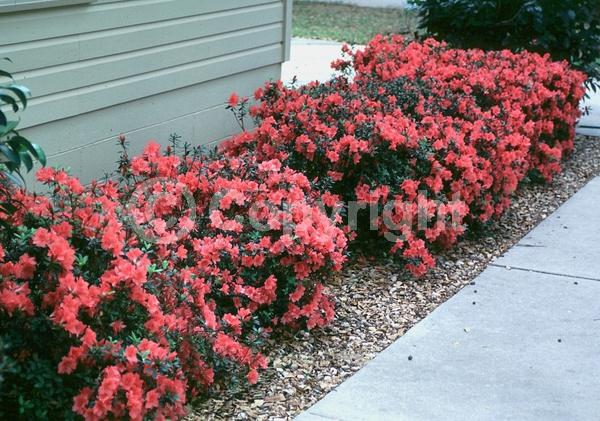 Salmon blooms; Evergreen; Needles or needle-like leaf