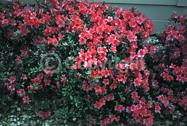 Salmon blooms; Evergreen; Needles or needle-like leaf